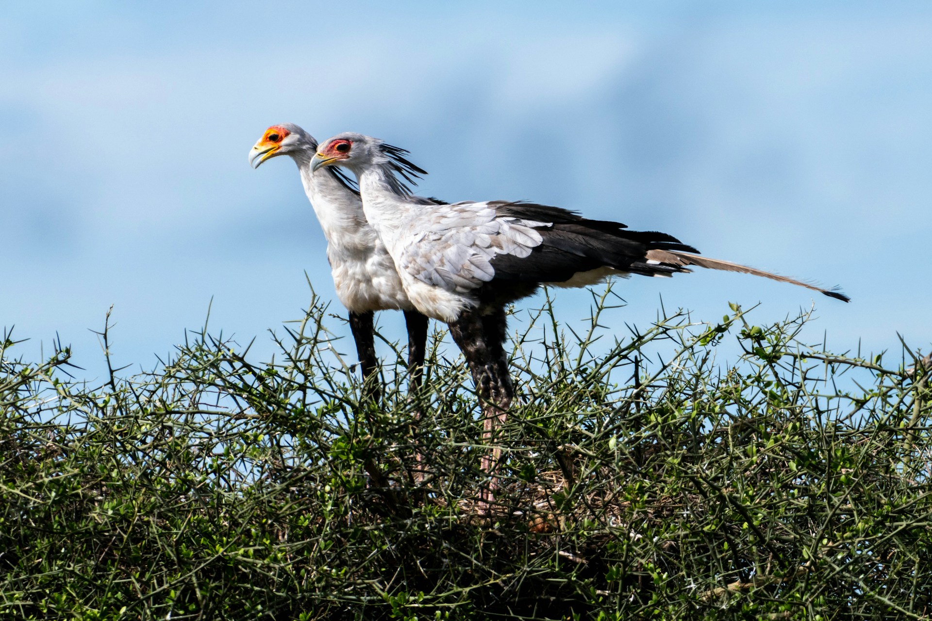 Two secretary birds atop a tree