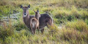 Waterbuck in marshland