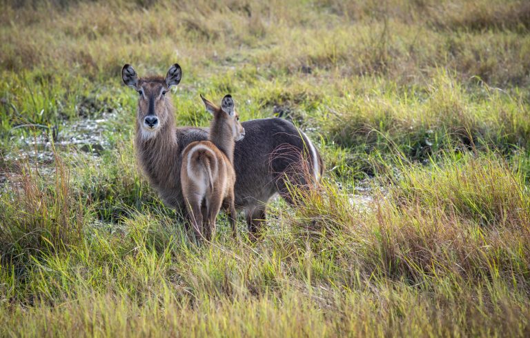 Understanding the Caprivi Strip, and the wildlife you can see there