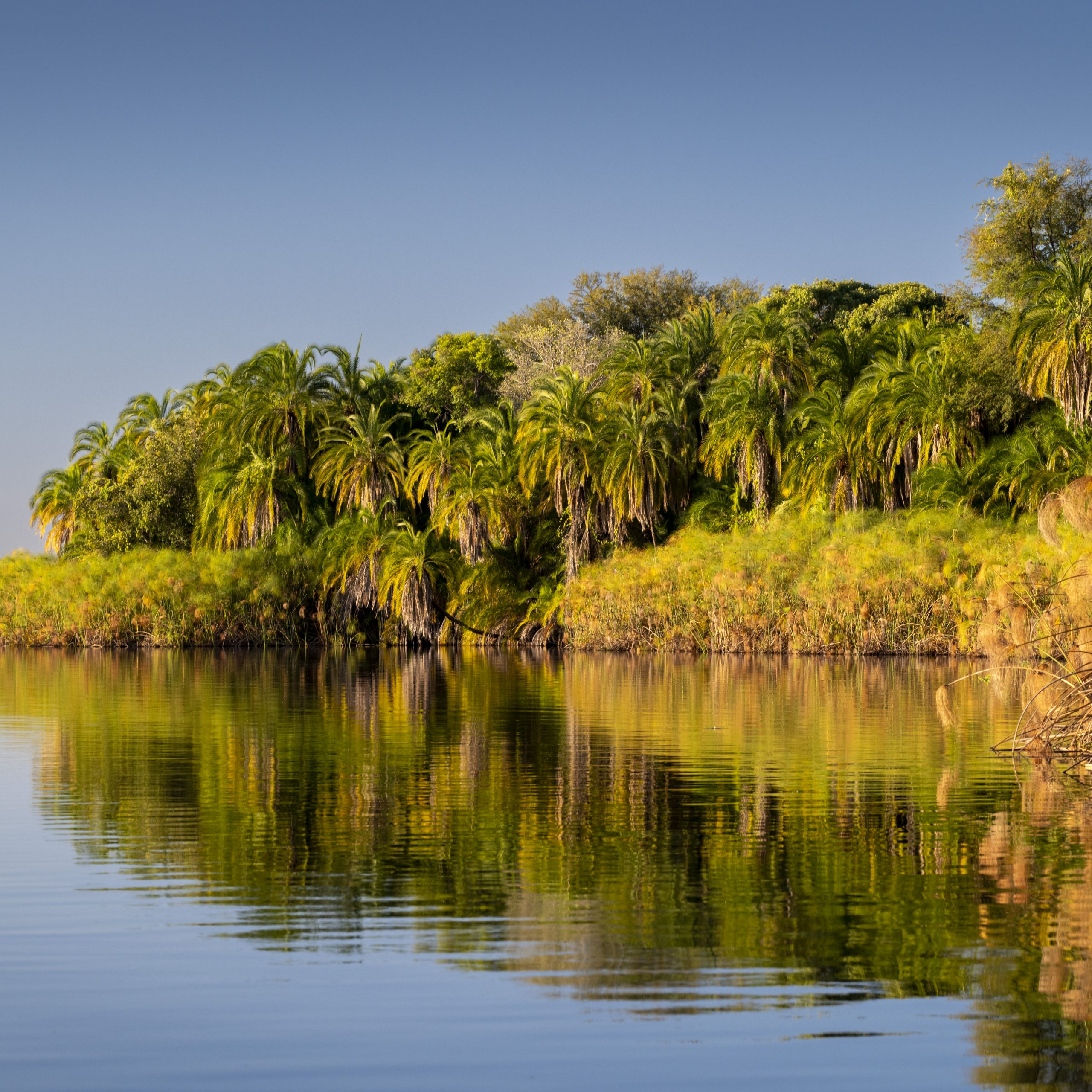 Watery scene Botswana, safety on African safari