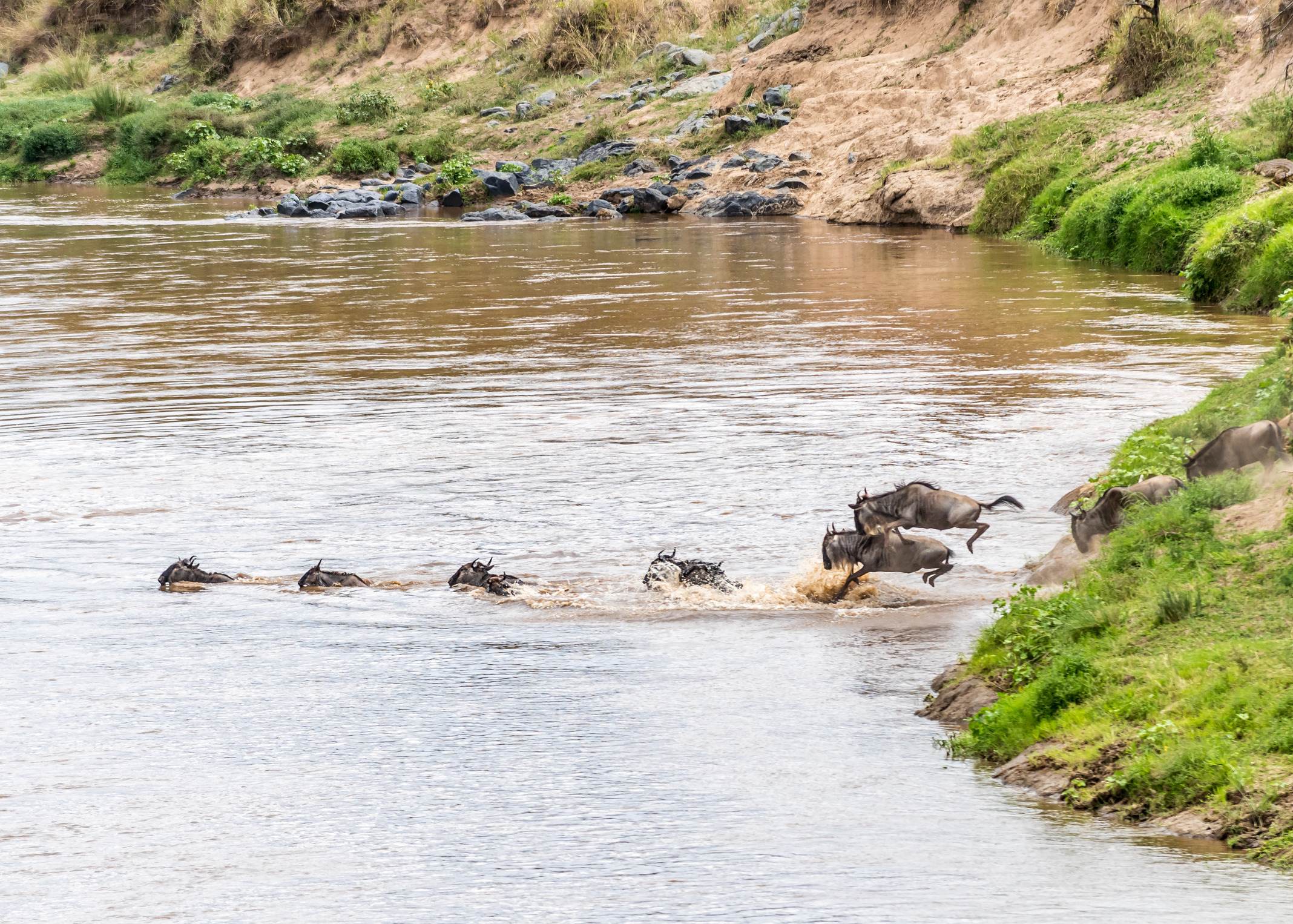 Wildebeests crossing river, Great Migration