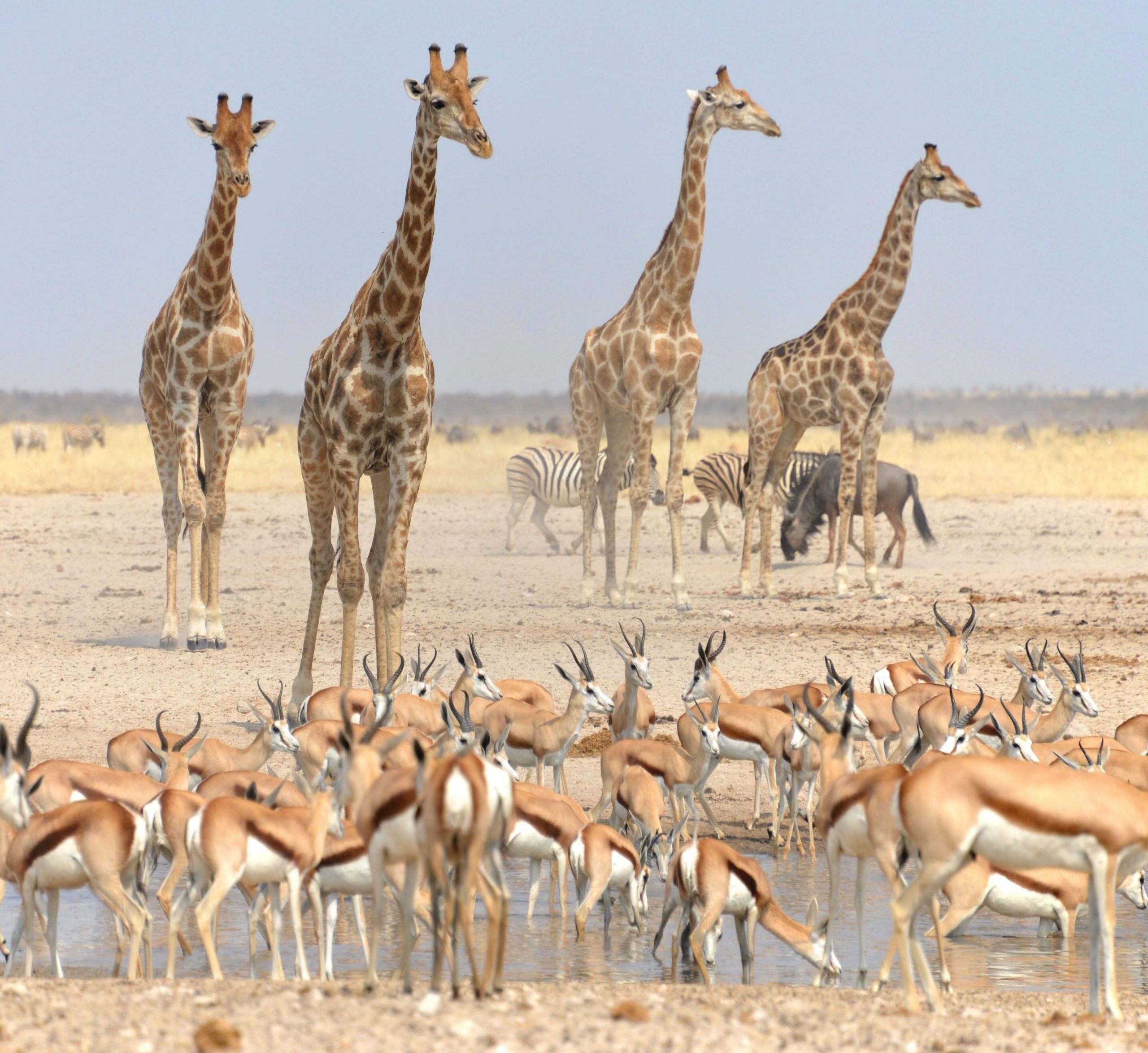 Wildlife at Etosha Pan, giraffes, ostrich, antelopes and zebra, most photogenic places in Namibia