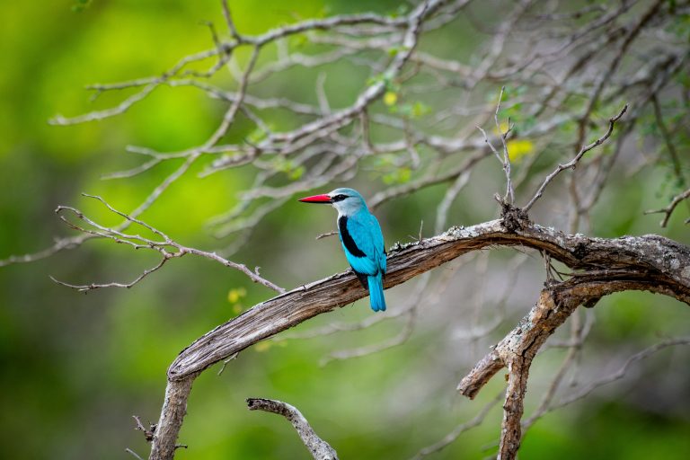 10 best birdwatching sites in South Africa