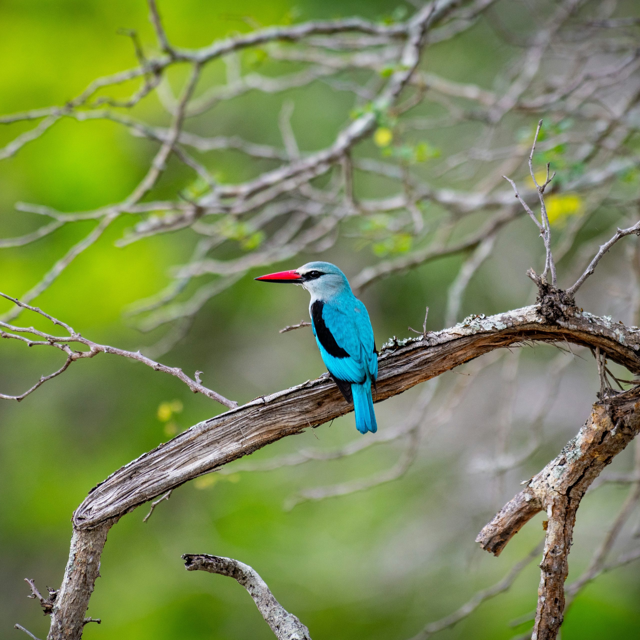 Woodland kingfisher on a branch, best birdwatching place in South Africa
