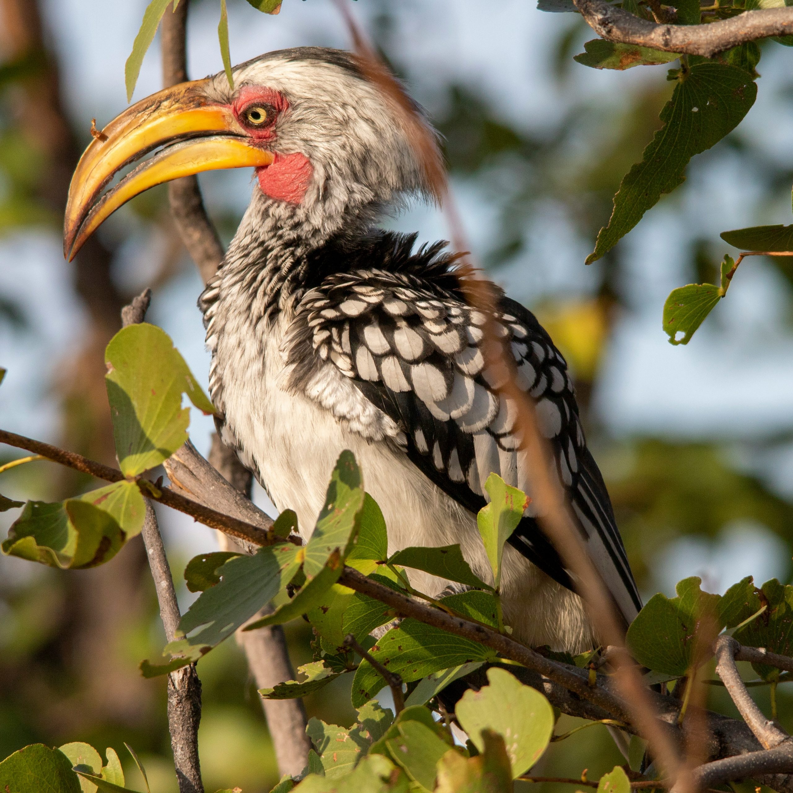 Yellow-billed Hornbill, Moremi Game Reserve, Masarwa, Botswana