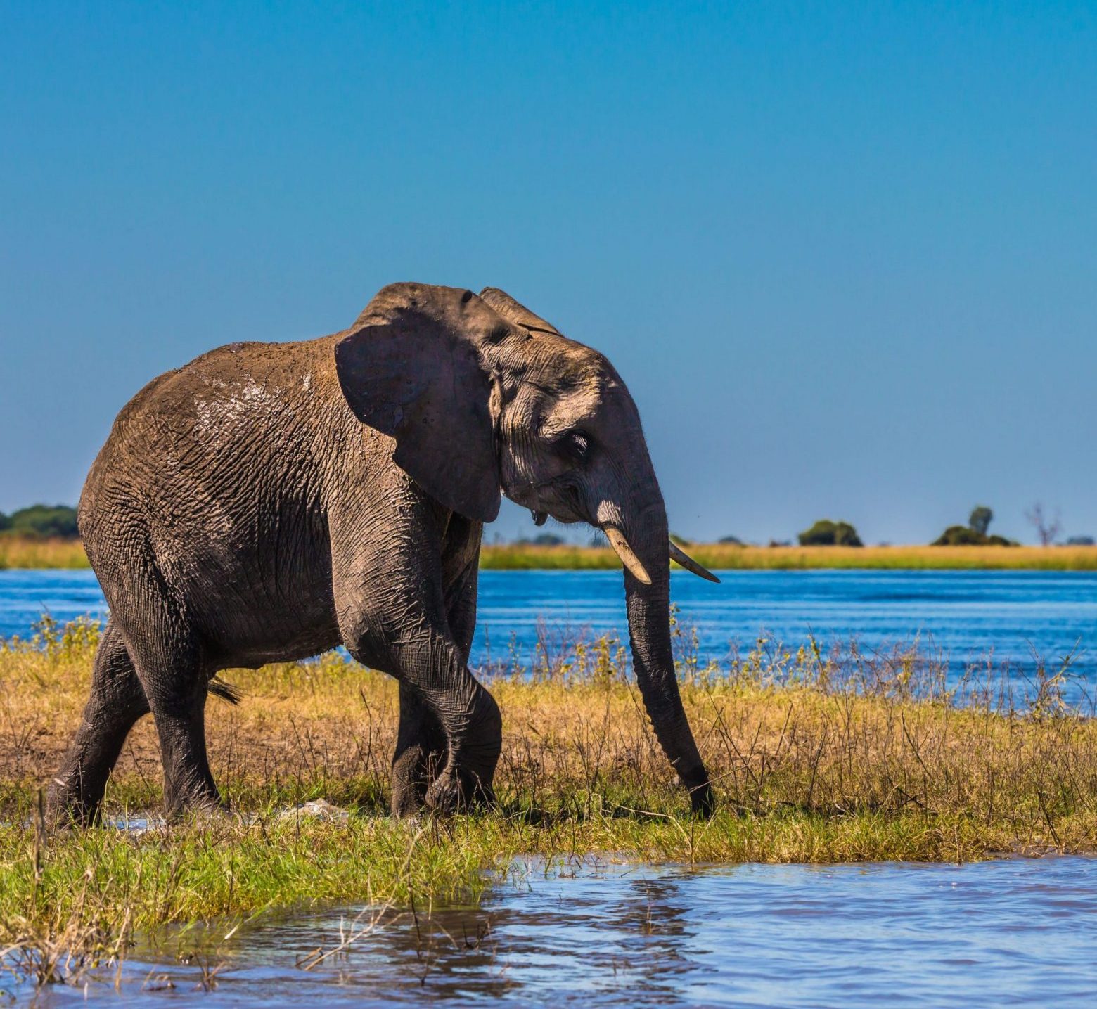 Young elephant walking in marshland of Okavango Delta, Highlights of Botswana