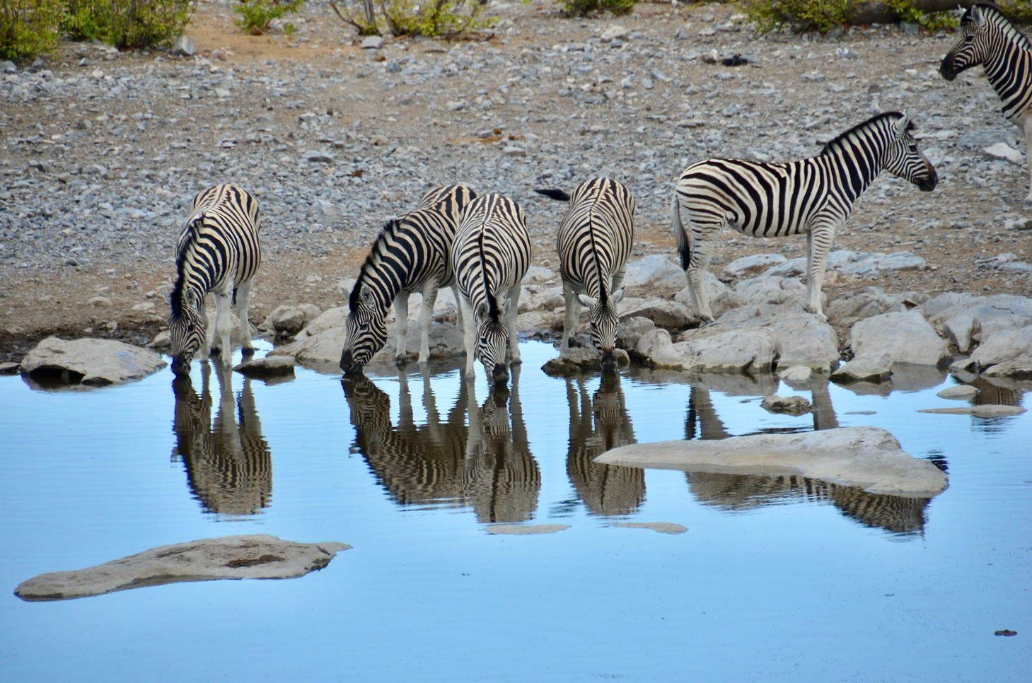 Zebras enjoying the water in Etosha