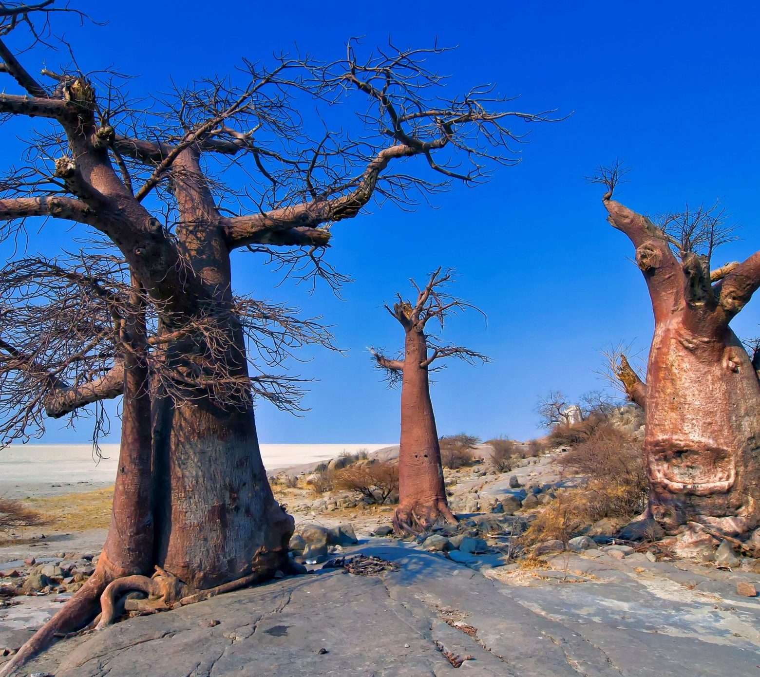 baobab-makgadikgadi-pans-national-park-botswana