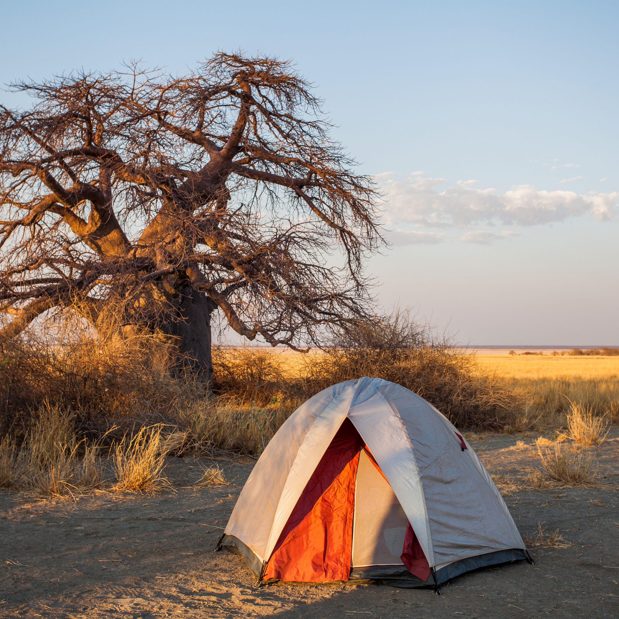 botswana-baobab-tree-small-tent