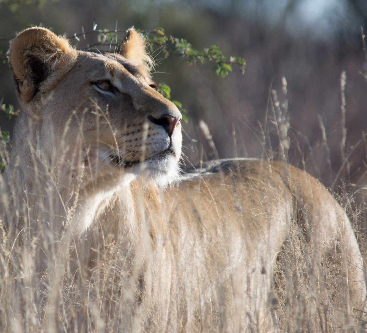 botswana lion
