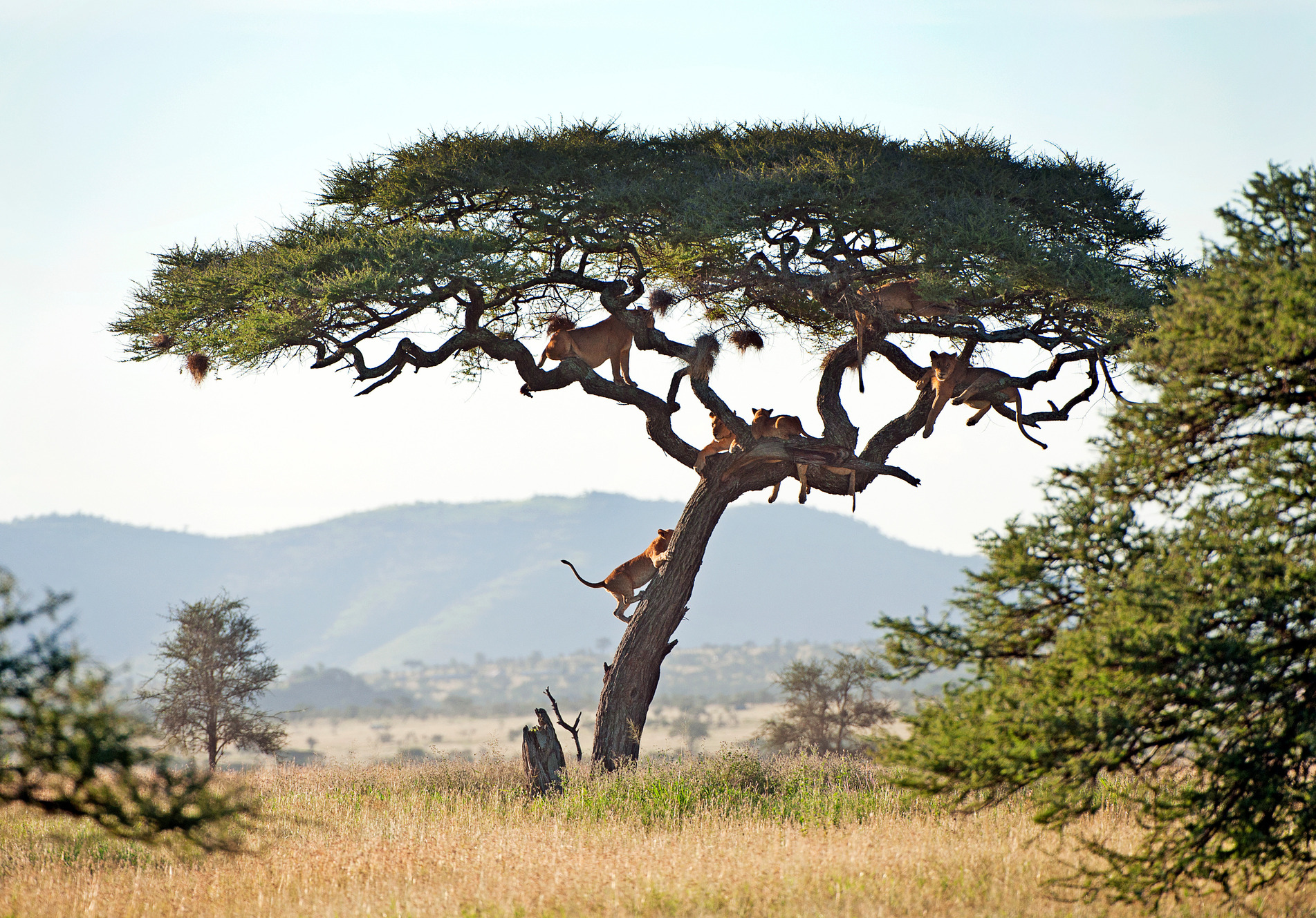 climbing-lions-serengeti-national-park-tanzania