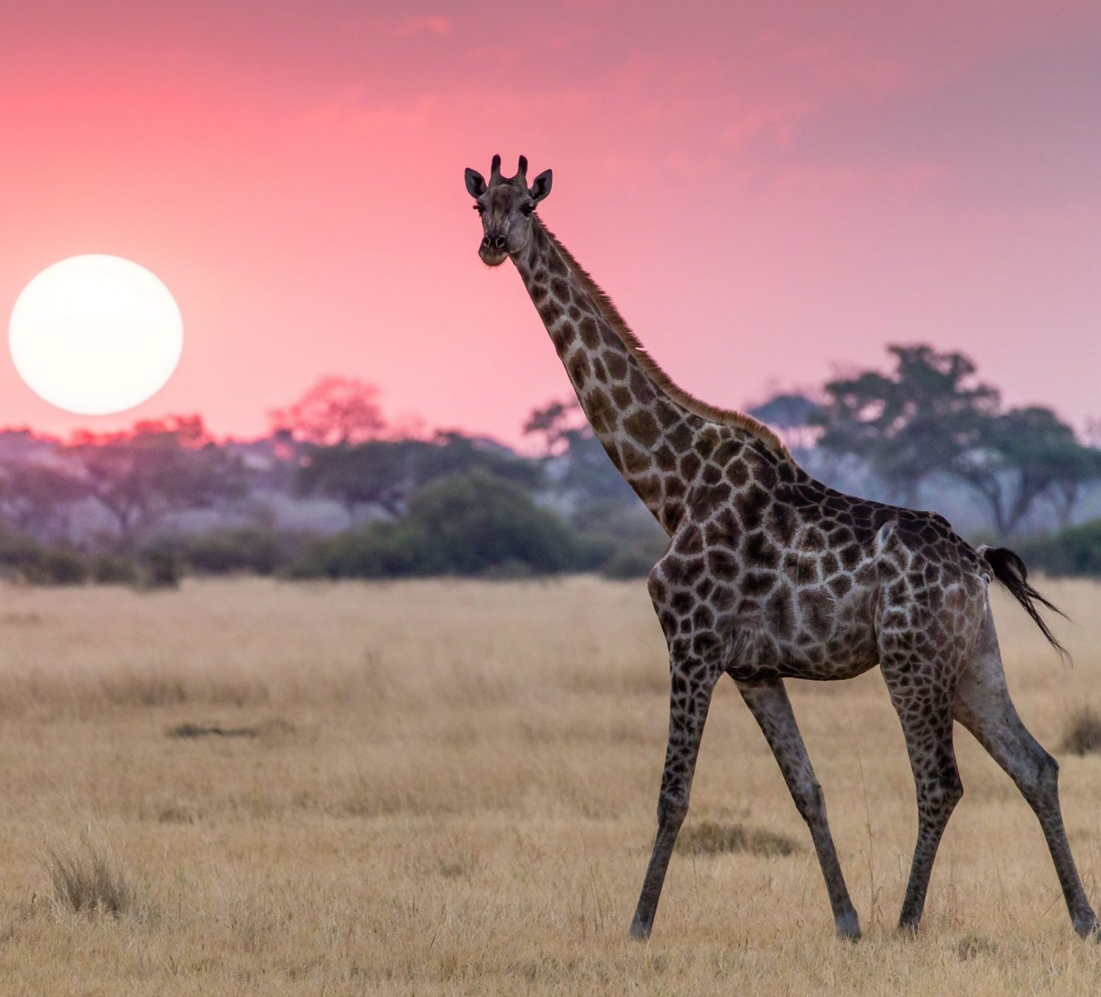 giraffe-walking-and-looking-at-the-camera-at-sunset-in-savuti-botswana_.jpg