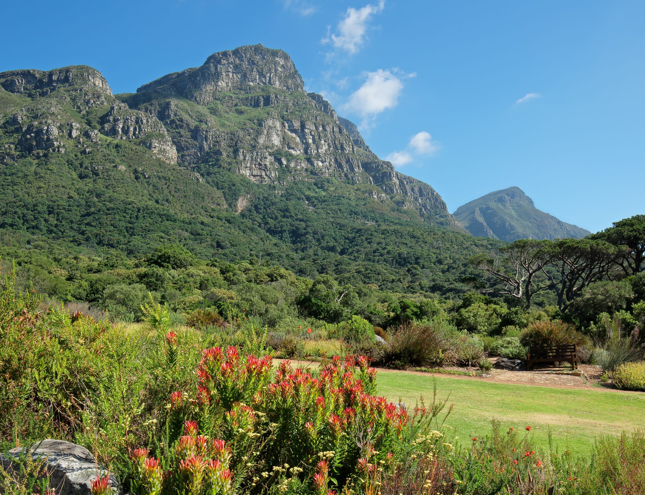 kirstenbosch-botanical-gardens-in-cape-town-south-africa