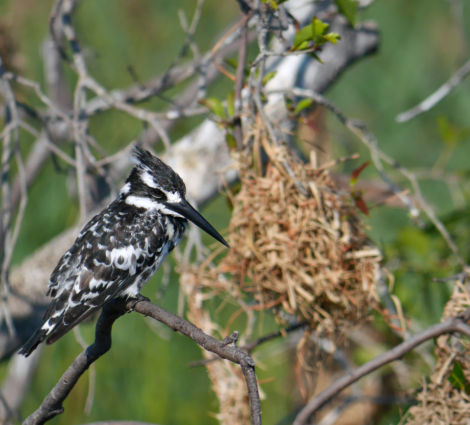 little-pied-kingfisher-bird-ceryle-rudis-with-black-and-white-plumage-and-black-beak-sitting-on-the-branch-of-a-tree-at-okavango-river-bank-near-divundu-bwabwata-national-park