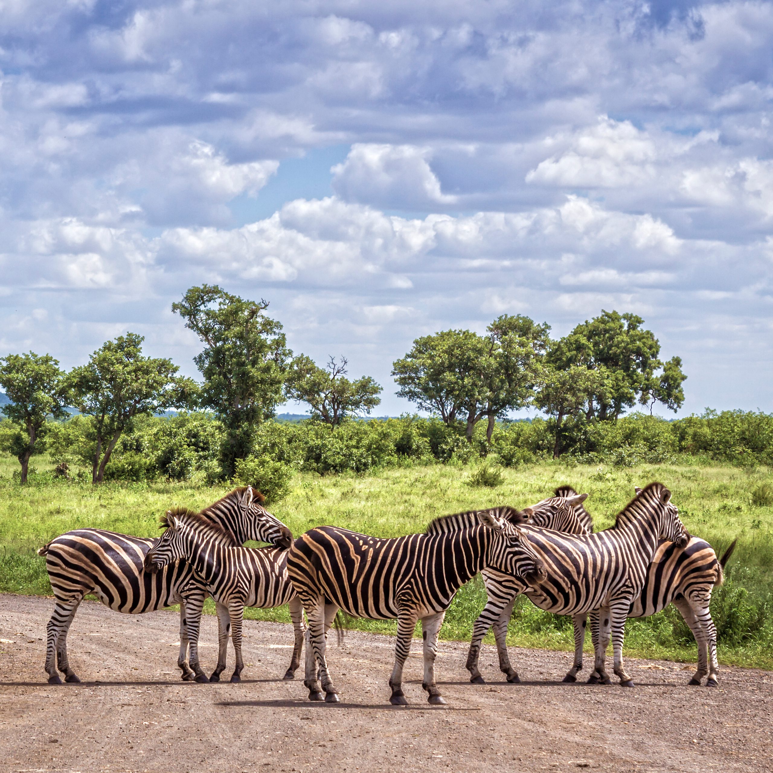plains-zebra-in-kruger-national-park-south-africa