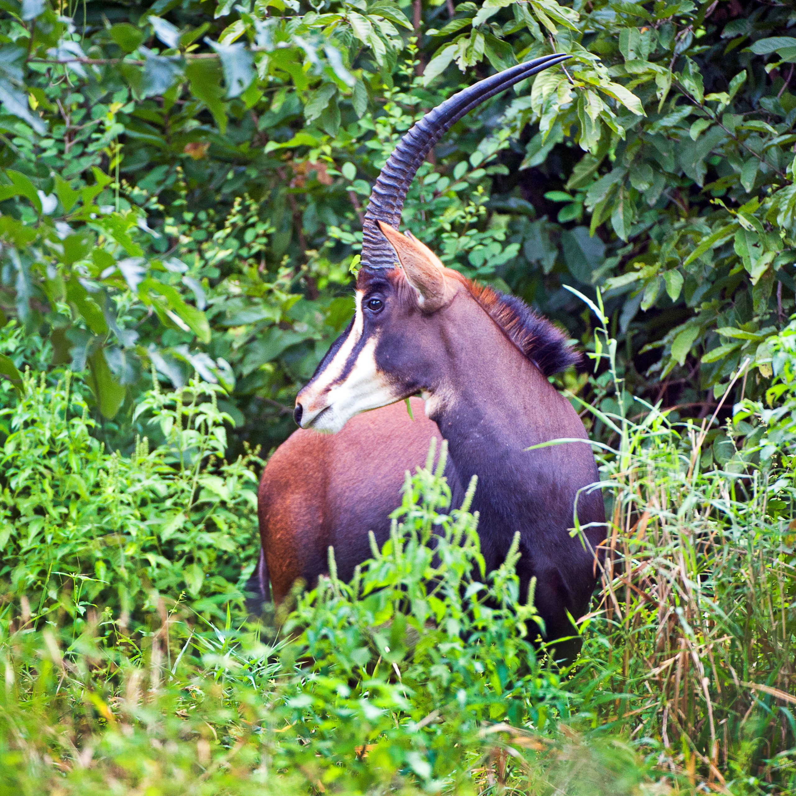 sable-antelope-majete-wildlife-reserve-malawi-africa