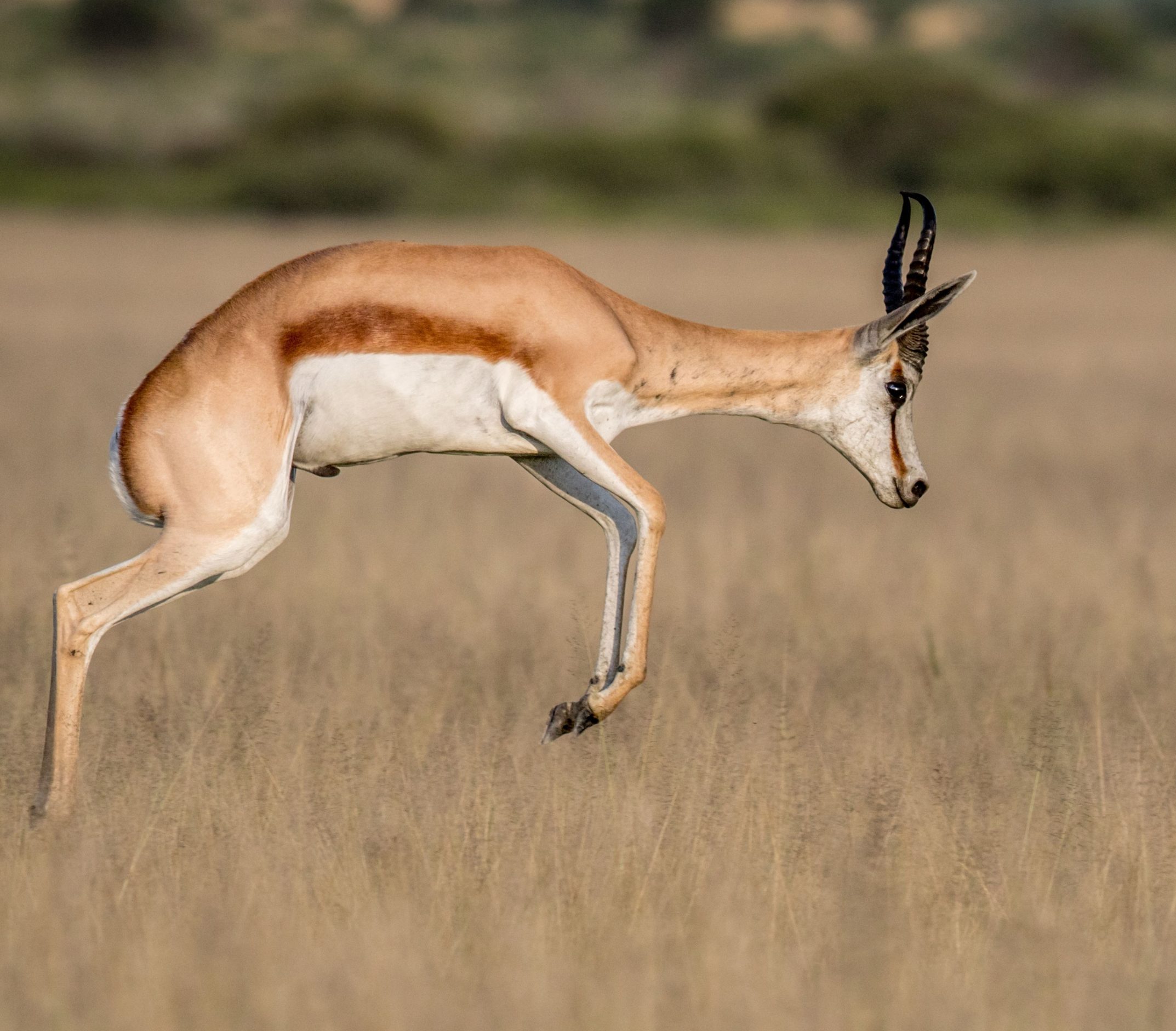 springbok-pronking-in-the-central-kalahari