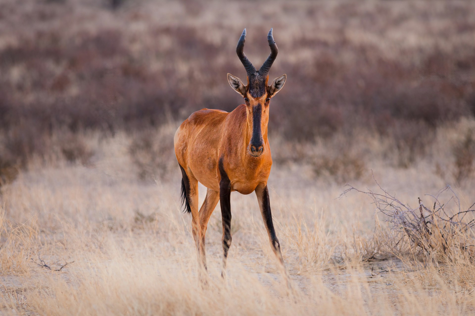 Hartebeest (Alcelaphus buselaphus) standing in dry grass after sunset, Kgalagadi, South Africa