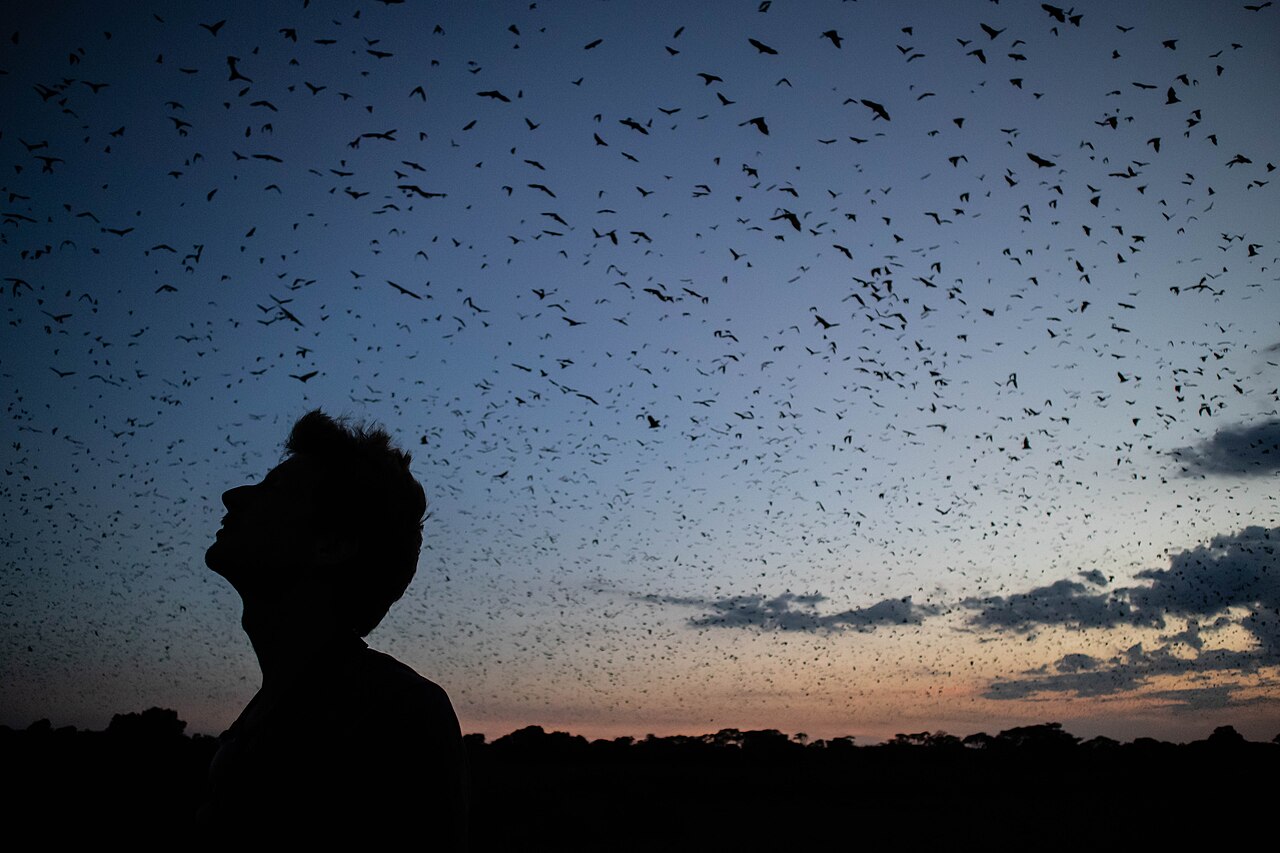 Kasanka Bat Migration