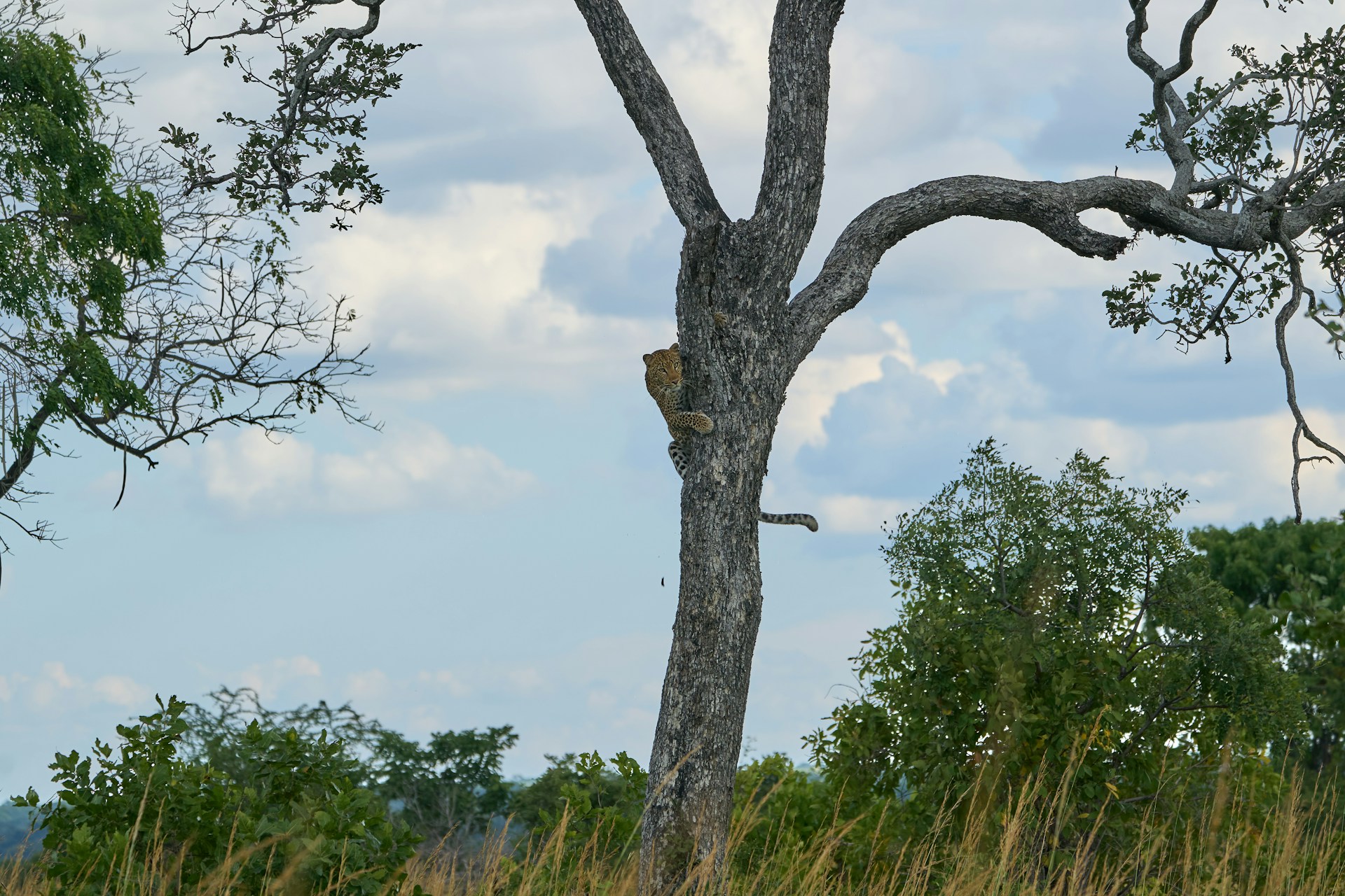 Leopard in tree in Kafue National Park, Zambia