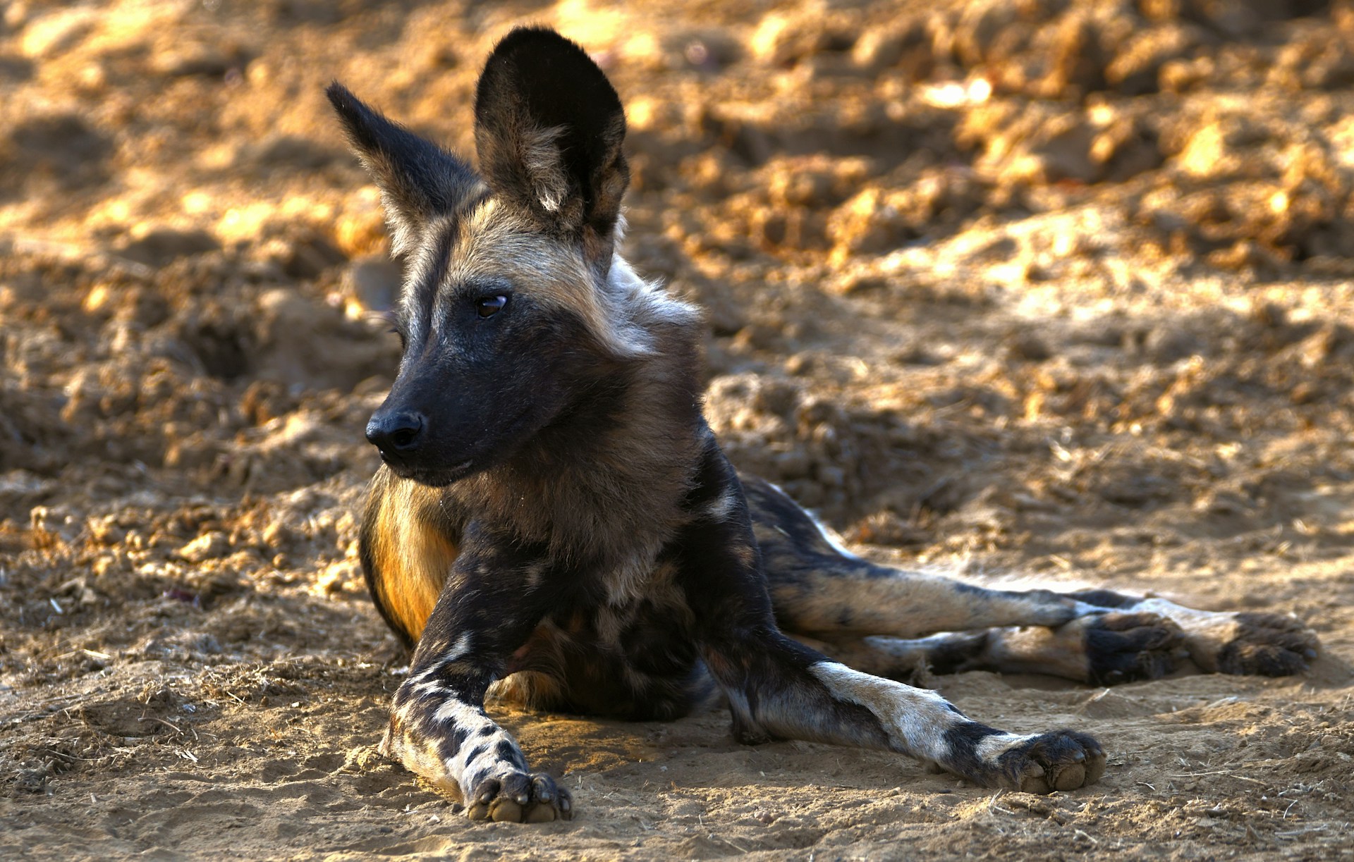 Painted wolf lying on ground, Lower Zambezi National Park, Zambia