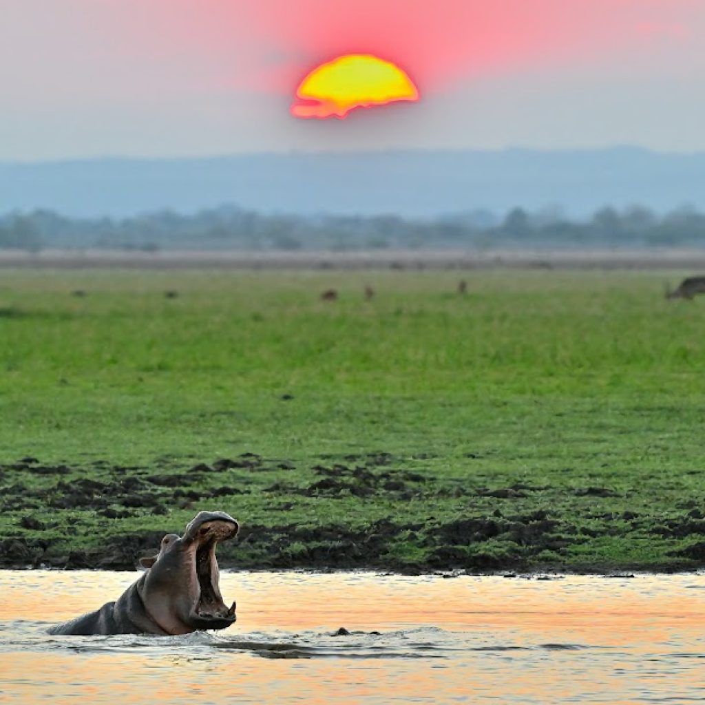Hippo at sunrise