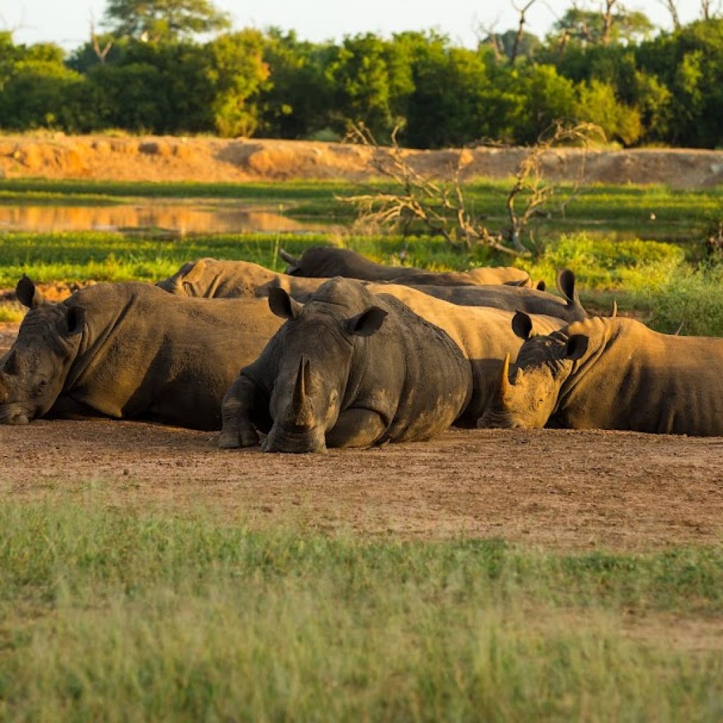 Rhino resting