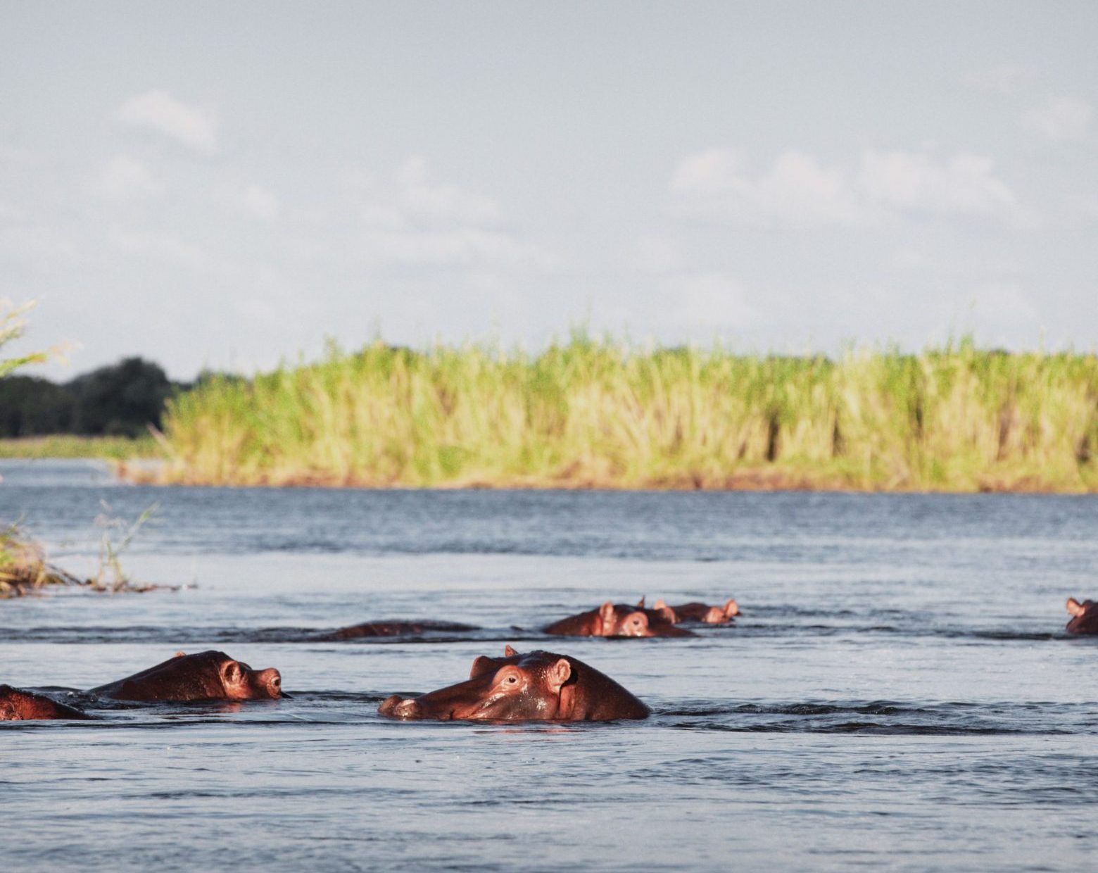 hippopotami-in-lower-zambezi-river-africa