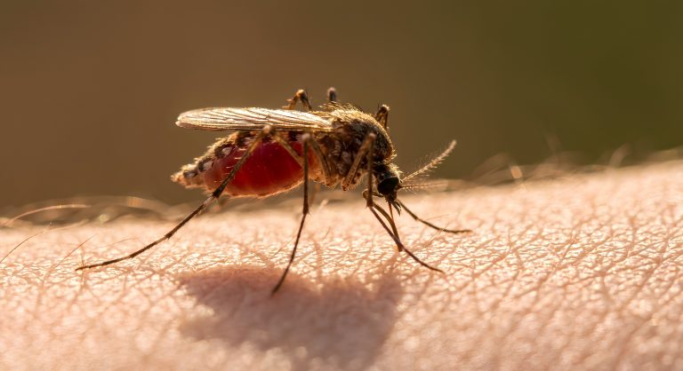 What you need you to know about malaria before visiting Africa