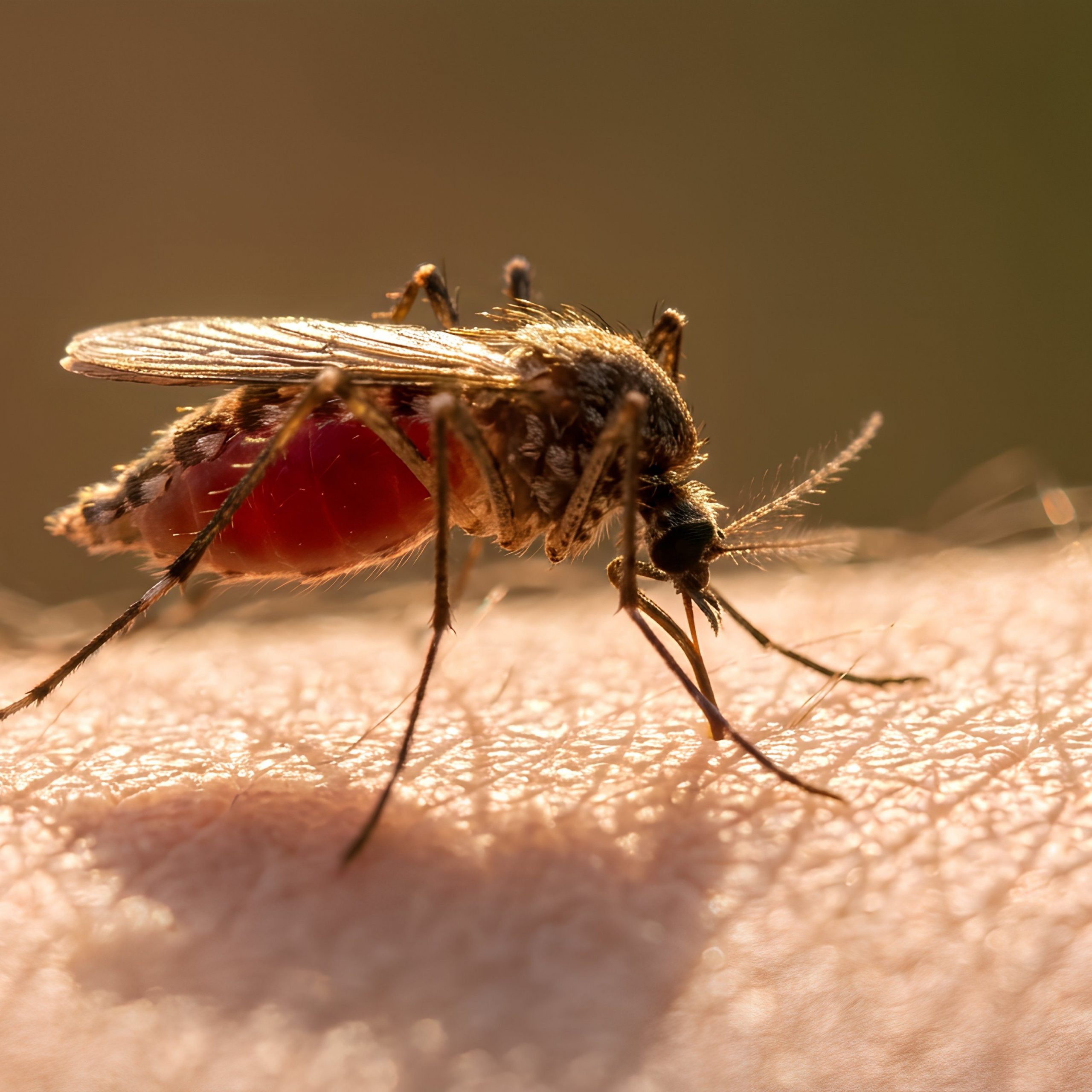 mosquito-feeding-on-human-skin-macro