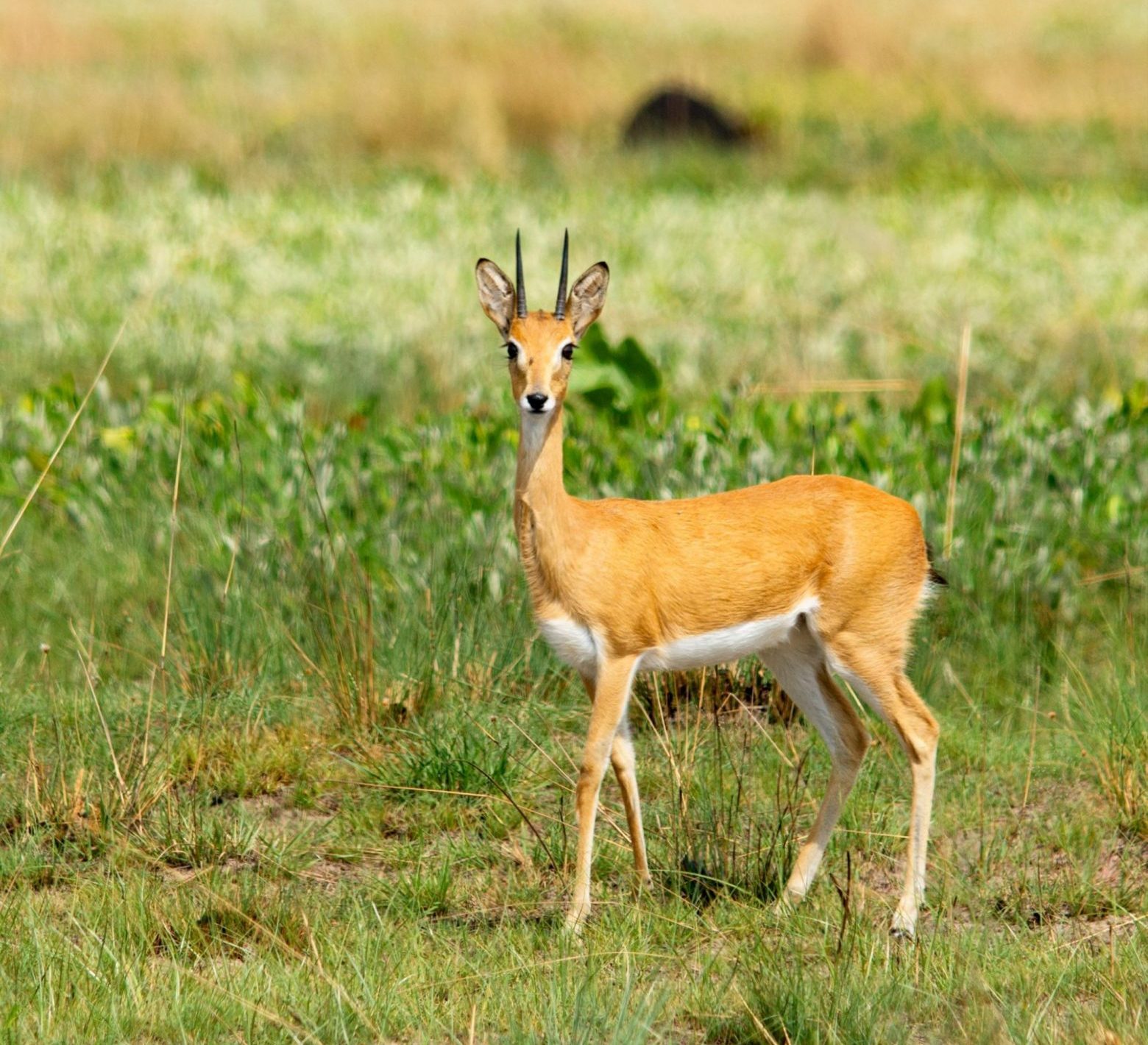 oribi-on-the-liuwa-plains-zambia-africa