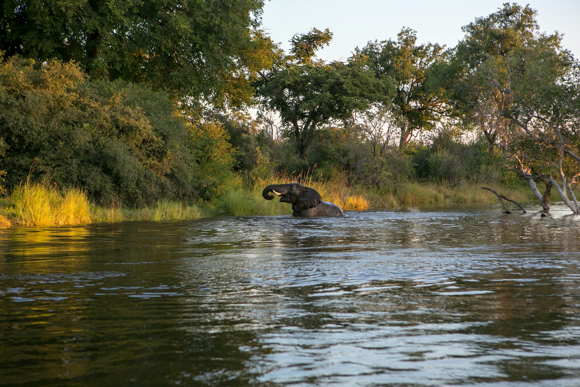 Elephant in Zambezi River above Vic Falls
