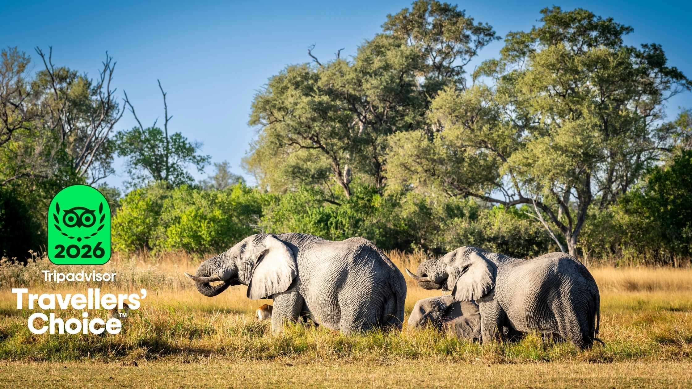 Experience Africa’s “Best of the Best”: Top Tripadvisor Attractions & The Tours That Take You There