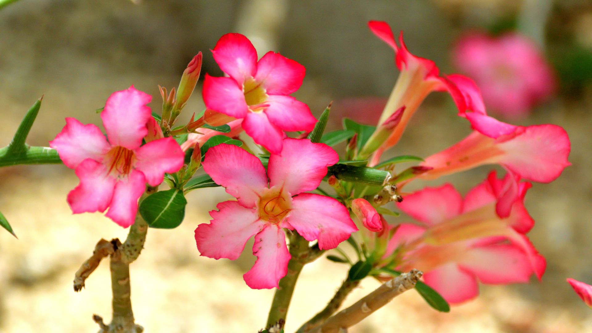 Close up of blooms of adenium abesum desert rose flower