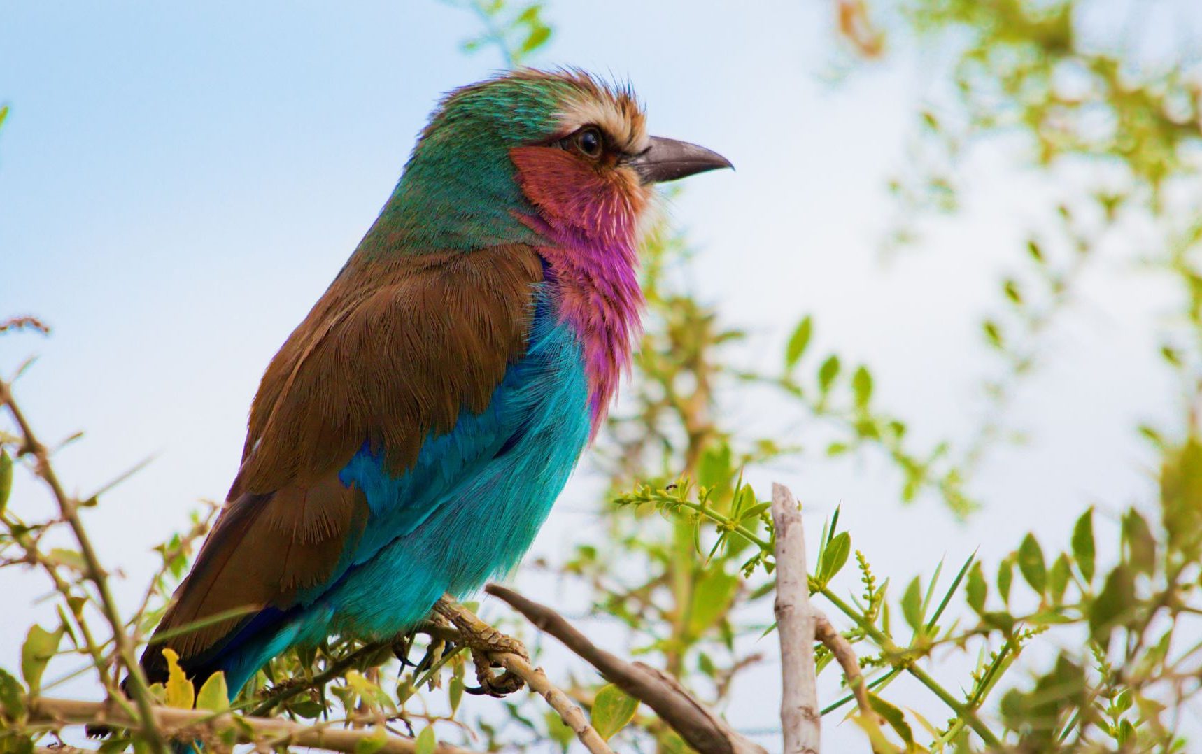 lilac breasted roller in kenya
