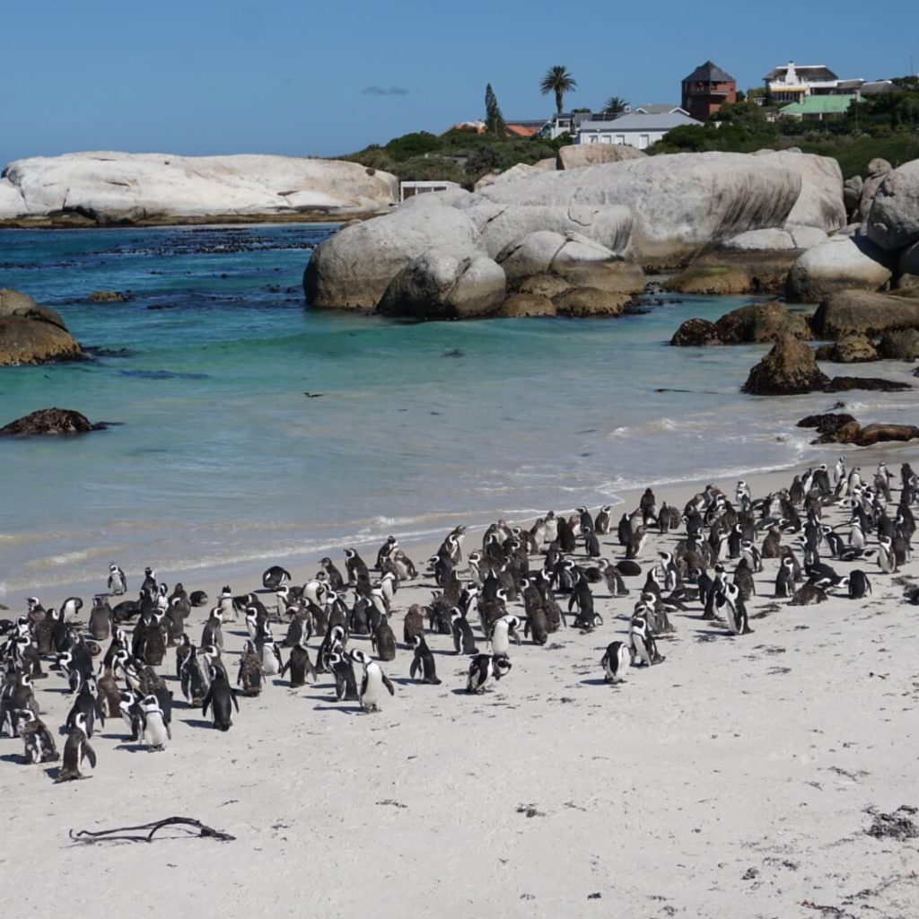 penguins boulders beach