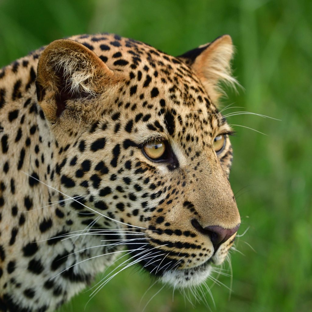 Close-up profile of a leopard in the Masai Mara.