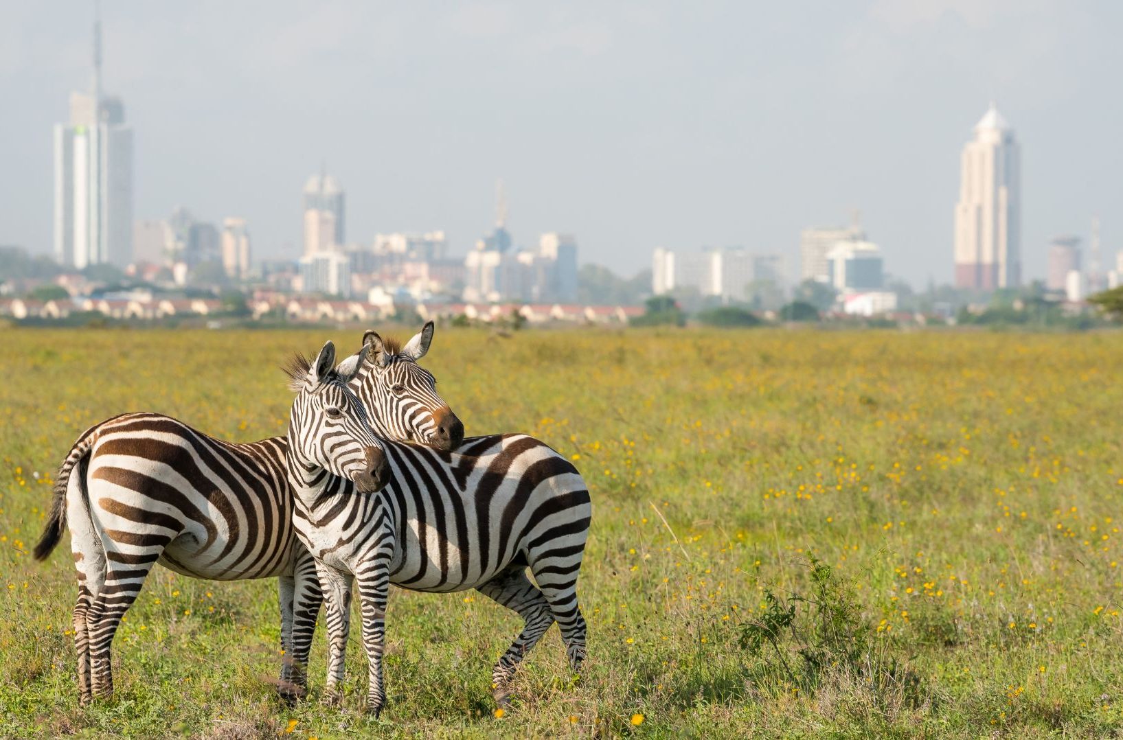 zebras in nairobi national park