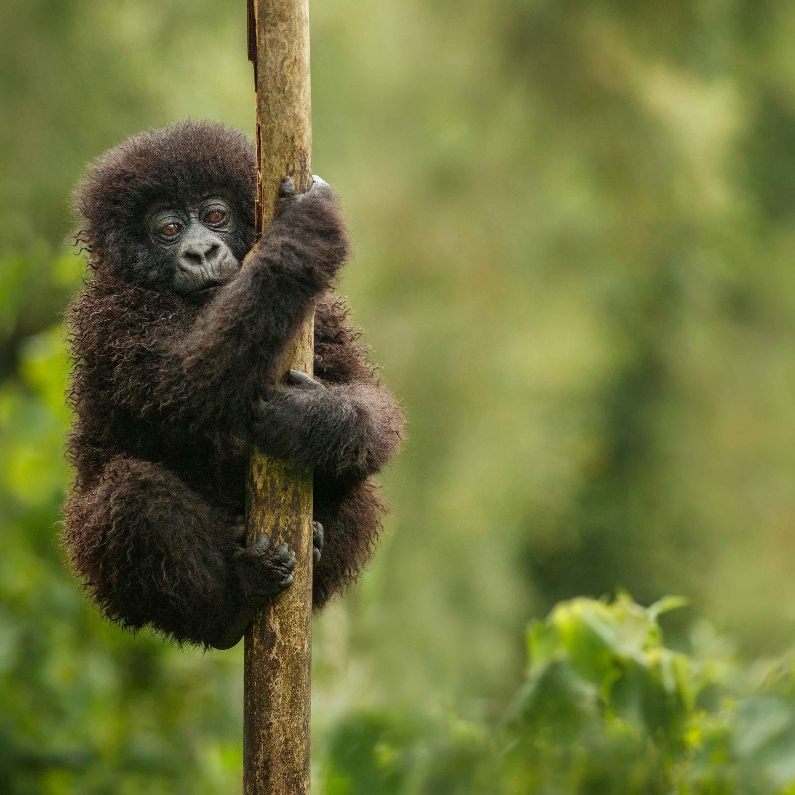 A Journey through the Pearl of Africa: Why Uganda is one of Africa’s most unforgettable destinations