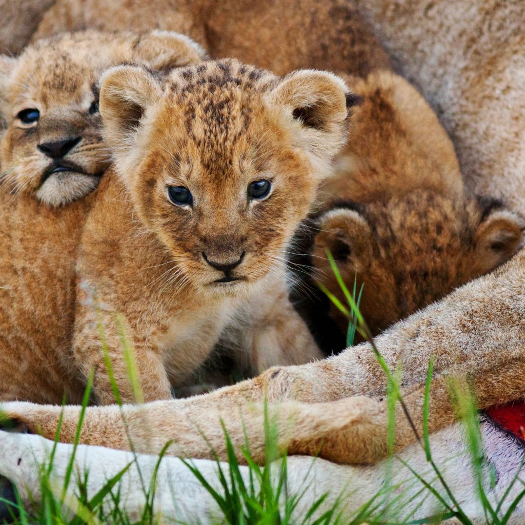 lion cubs in botswana