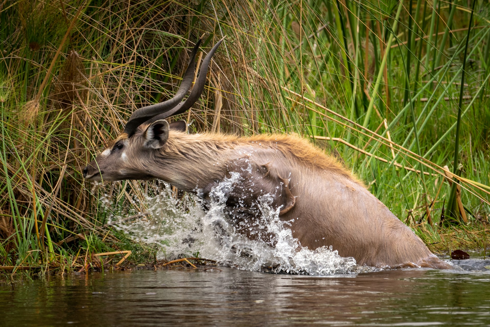 Antelope climbing out of water in Okavango Delta