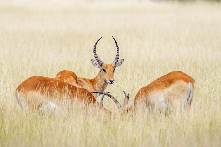 The best mobile apps for an African safari