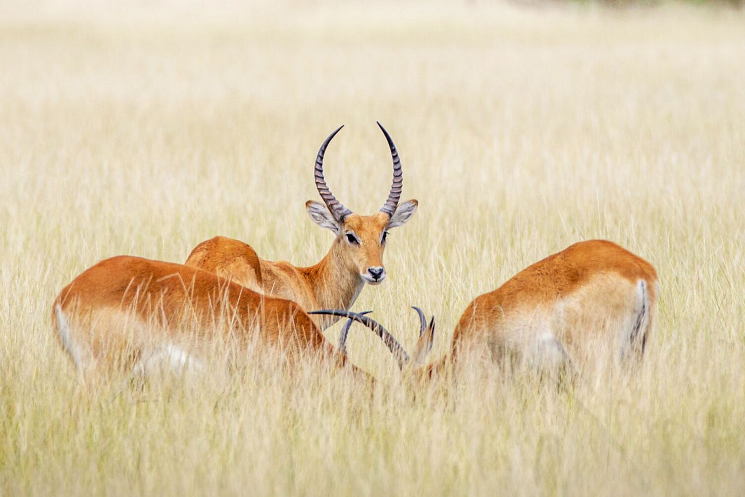 Antelopes in grassy plains of Nxai Pan, Botswana(1)