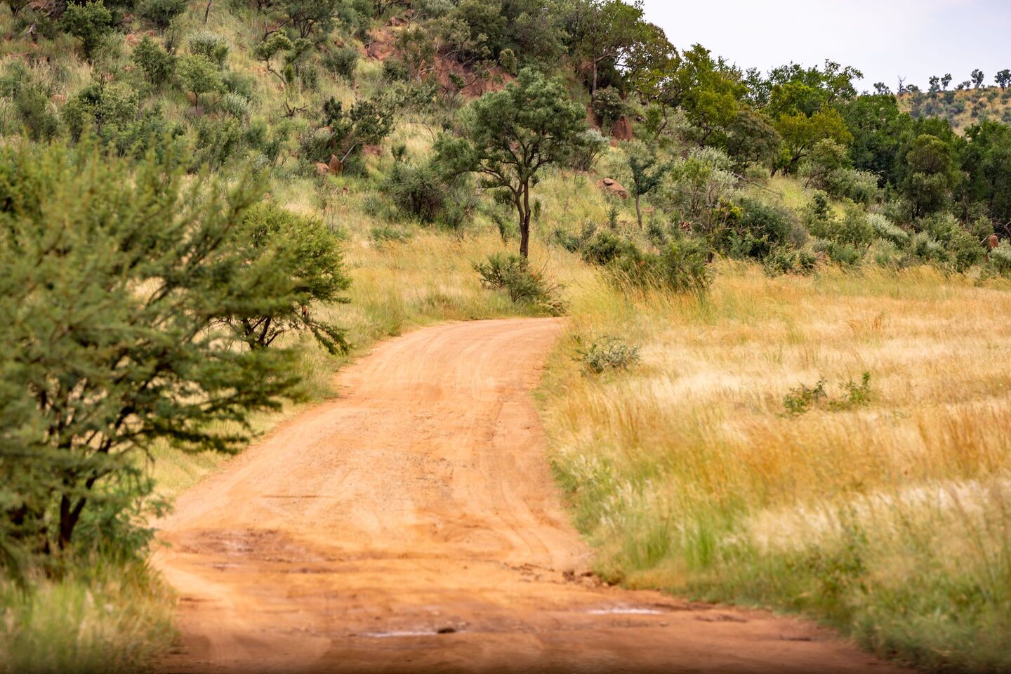 Dirt road through grasslands and bush-covered hill in Kruger National Park, South African safari(1)