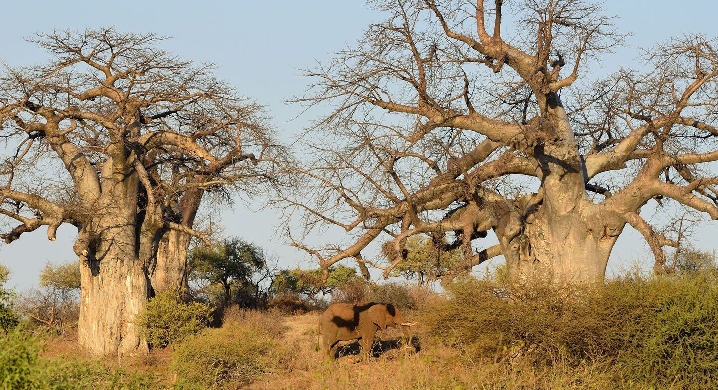 Elephant standing between two baobab trees in South Africa(1)