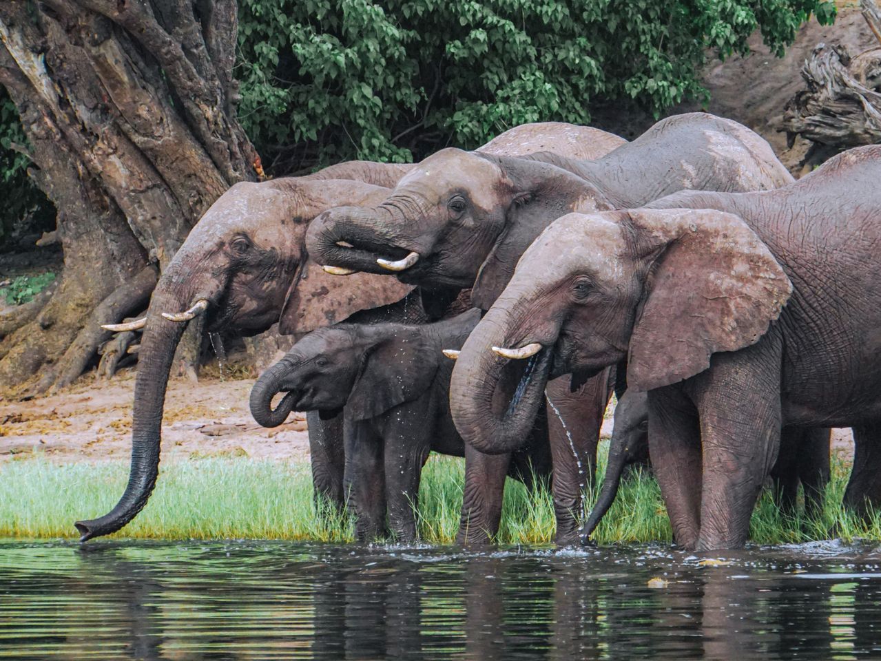 Elephants drinking water, Botswana