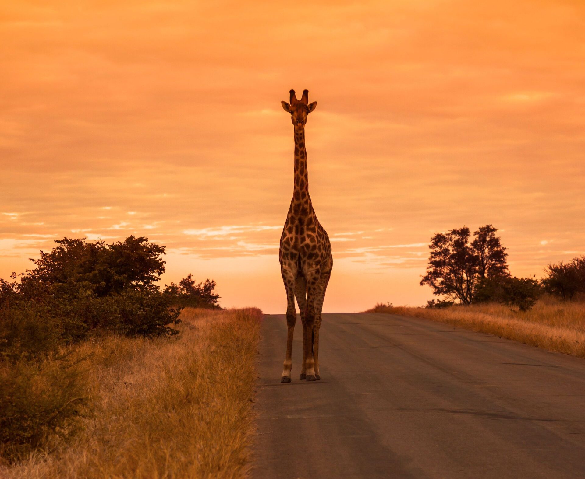 Giraffe standing on road in Kruger National Park at sunset or sunrise