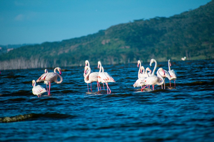 NANC58 Day 03: Masai Mara – Lake Nakuru National Park 2026