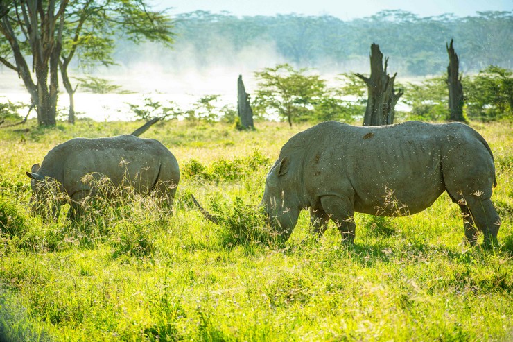 Lake Nakuru National Park