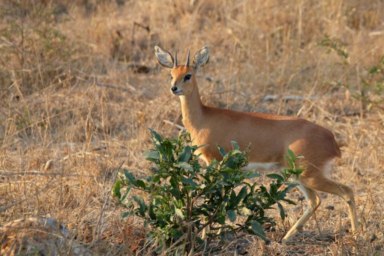 These Kruger National Park facts will make you want to visit